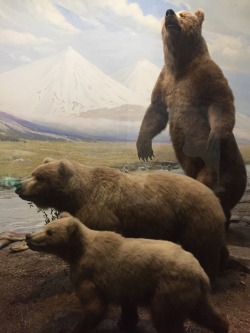 lazulights:  @artemispanthar  i just found this picture from when i went to a museum in chicago! love me some bears 