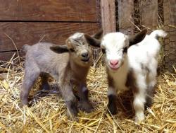 piglii:  babygoatsandfriends:  Cute buddies Misfit Farm Oregon  goat on the left looks like they’re ready to fuck some shit up