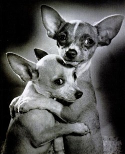 Dancing Chihuahuas, LIFE, Feb. 2, 1962.