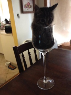 v-vomit:  pizzaforpresident:  My mom just sent me this picture of her new cat. Meet Suzy.  AHH 