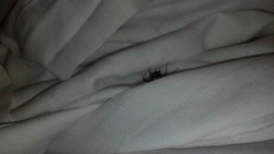 theproblematicblogger:Reblog in 20 seconds or this spider will appear in your bed tonight
