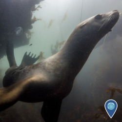 noaasanctuaries: Whoosh! Can you hear the bubbles as these sea lions whiz past in Olympic Coast National Marine Sanctuary?  Found throughout West Coast national marine sanctuaries, sea lions are graceful and acrobatic swimmers. They use this speed and