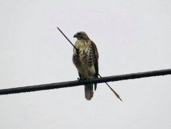 congenitaldisease:A hawk with an arrow pierced through its body.