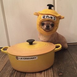 pileofmonkeys:  thefingerfuckingfemalefury:  babyanimalgifs: just to make your dashboard a little better “IT ME”  THAT DOG IS SUCH A GOOD LITTLE POT  