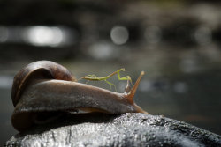 magicalnaturetour:Praying Mantis Rides Snail Through Borneo Jungle. (Photos by Nordin Seruyan/Barcroft Media)