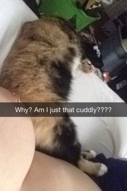 cannibalistic-kitten:  Starting to think my tits are made of catnip….