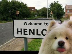 cartoon-dog:HENLO there