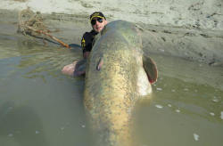 discoverynews:280-Pound Catfish Reeled in by Italian Fisherman