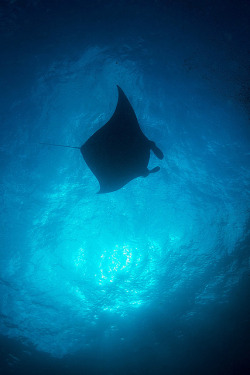 theoceaniswonderful:  Manta ray and sunball by Luko Gecko 