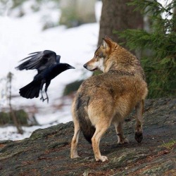 blood-elf:  xpixiesticksx:  In the wild, wolves and crows (and ravens) are frequently found in each other’s company. The crows fly ahead of the wolf pack to locate prey. In exchange, the grateful wolves leave behind a few tasty morsels for the scavenging