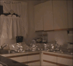 4gifs:  Aluminum foil keeps cats off counters. via TO 