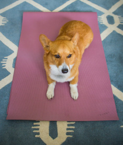 matphotography:  Corgi Yoga: Upward dog, Mountain pose, side angle, and savasana. 