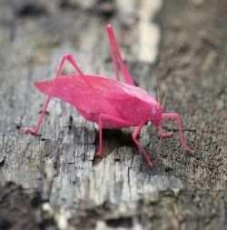 The pink katydid is a result of erythrism &ndash; a rare genetic mutation that allows for abnormal amounts of red pigment or the absence of normal pigment &ndash; in this case greens and browns.