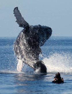 nubbsgalore:  for a typical forty ton humpback to breach the ocean’s surface — and breech is taken to mean at least 40 percent of its body is out the water — it needs to reach speeds of 29 km/h. on rare occasions, the whale will completely launch