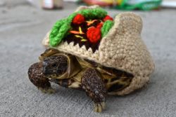 chelsapp:  This is Taco, my Russian Tortoise, dressed up as a taco.(made by www.etsy.com/shop/MossyTortoise)  hola hermosura &lt;3