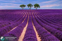 Lavender fields - Valensole, Provence (France)