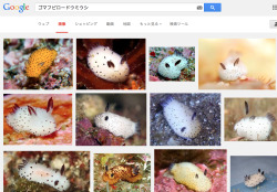 warpstar:  (black-speckled velvet sea slug? that’s what the dictionary says ゴマフビロードウミウシ means…)