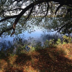 Beautiful fall walk around #lakeharriet . #nofilter #autumn #minneapolis  (at Lake Harriet)