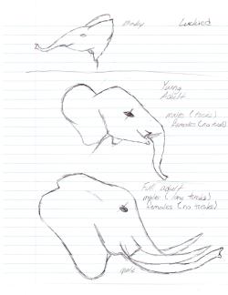 So, had this goofy idea for pokemon and I did it. What if there was an Elephant pokemon? Sure, there&rsquo;s a mammoth and a tapars, but a three evolution elephant like pokemon? Males and females would look the same at their first level. All innocent