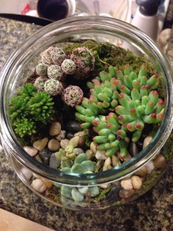 peaceful-moon:  staceybloo:  Made my very first terrarium hurray for indoor gardens!!  ☮ nature aฏ๎๎๎๎๎๎๎๎๎๎๎๎๎๎๎๎๎๎๎๎๎๎d good vibes ☾
