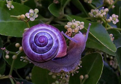 derwiduhudar:  The Violet Snail is found in Queensland, New South Wales, Victoria, South Australia, Western Australia and eastern Tasmania.