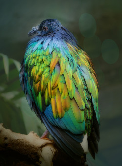 megaturds:  tombomp:  fairy-wren:  Nicobar Pigeon (photos via dpreview.com)  this bird is absolutely ridiculously cool  I WANNA BE THIS VERY BIRD 