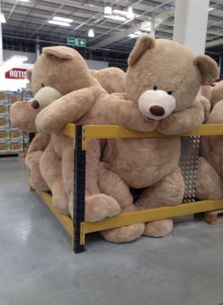 little-kittea:  little-princess-babygirl:  justsomelittlelove:  BIG STUFFIES?? I WANT THE BIG STUFFIES!!! *runs around squealing and clapping hands*  *grabby hands* WANtSssss  SOMEONE TELL ME WHERE THIS IS. LIKE THIS IS SUPER URGENT.