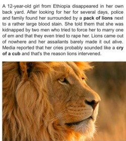 kaminas-spirit:  lolshtus:  Lions Save Kidnapped Girl  if lions are coming to rescue someone, you have to know what you’re doing is wrong. you know, in that moment before you’re torn in to tiny little pieces by said lions  
