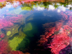 4e2o:  kelledia: The Rio Caño Cristales - most colorful river (caused by algae and moss seen through the water), Colombia.  😍 