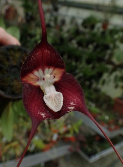 orchid-a-day:  Dracula nosferatuFebruary 1, 2018 