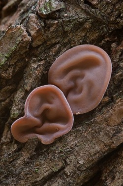 &lsquo;Jelly Ear Mushroom aka Auricularia Auricula-Judae&rsquo;