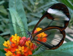 altios:   sixpenceee:  The Glasswinged butterfly is a beautiful brush-footed butterfly. The Glasswinged butterfly gets its name because the tissue between the veins of its wings looks like glass, as it lacks the colored scales found in other butterflies.