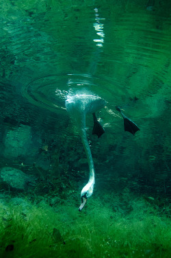 wren-renoir: Diving swans captured by Viktor Lyagushkin 