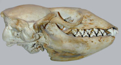 finofilipino:  Así son los dientes de la foca cangrejera.Y no, a pesar de lo que pueda sugerir su nombre, esta foca no se alimenta de cangrejos. Sus dientes finamente tallados por el proceso evolutivo, sirven para filtrar su alimento principal: el krill,