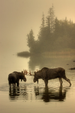 wonderous-world:  Moose Point- Face Off by Carl TerHarr