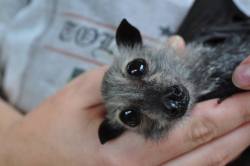 catsbeaversandducks:  It’s Baturday! Photos by ©Baby Bats and Buddies of Bats QLD and ©Tolga Bat Hospital