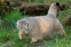 catsuggest:  I’m literally begging you to look at the manul cat at least once because they’re considered near threatened and their population is decreasing :(