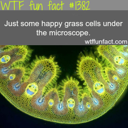 wtf-fun-factss:  Grass cells under the microscope WTF FUN FACTS HOME / SEE tagged/ science FACTS ARE COMING HERE