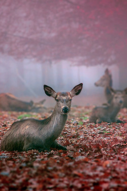earthyday:  Deer  by Michelle Schneider 