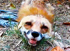 wildphilosoraptor:  wildphilosoraptor:  theweedteacher:  this-squirrel-is-on-fire:  wow i thought foxes were supposed to be dangerous but really they’re just tiny ginger dogs  TINY GINGER DOGS   Reblogging again for TINY GINGER DOGS  SOMEONE told me