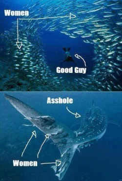 jamborii:  scottthepilgrim:  which fucking fedora wearing friendzoned nerd made this thing  I find this even funnier because the seal he made himself out to be is probably trying to eat and kill those fish while the whale shark eats plankton, is completel