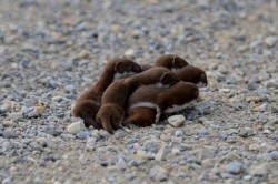 fatass-mcnotits:  kastiakbc:  IT’S A TINY LITTLE FUZZY MOB OF WEASLES &lt;3  a group of weasels can be called a confusion it is a confusion of baby weasels 