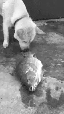 itcuddles:  dog trying to save fishes my heart Dogs are better than people 