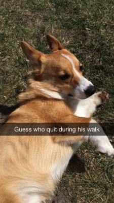 feathersassemble:  rupsidaisy:  i-ambeinghonest:  rupsidaisy:  “Fuck this” - Kenny, 2015  “Kenny”  Yeah, that’s his name?  Kenny the Corgi: The Dog Who Gave up on Walks