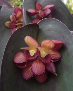 orchid-a-day: Pleurothallis cyanea Syn.: Zosterophyllanthos cyaneus; Acronia cyanea August 18, 2017  
