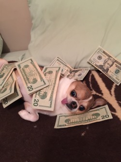 mystrangestdesire:  this is THE MONEY DOG reblog in 10 sec or you will never have a rich dog again  ragehappyhunter