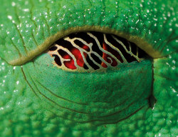 dogpuddle:  cuckou:  scales-and-fangs:  Napping eyes of the red-eyed tree frog (Agalychnis callidryas) In the day, when the frog is asleep, a gold membrane creeps over its eyes. It lets in a small amount of light, enough so that if a predator approaches,