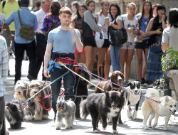 singingonpavements:  Daniel Radcliffe walking 12 dogs while smoking a cigarette   From Harry potter to this ?