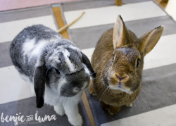 benjie-and-luna:  Try to resist these faces! (now give us treats)