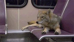 busket:  meckamecha:  skiddly-bop:  drogato:  styrofoam-boots-blog:  I thought the coyote stretching its paws was cute so I made a GIF of it.  Why is the coyote on some sort of public transportation  This coyote is on a Portland metro area light rail